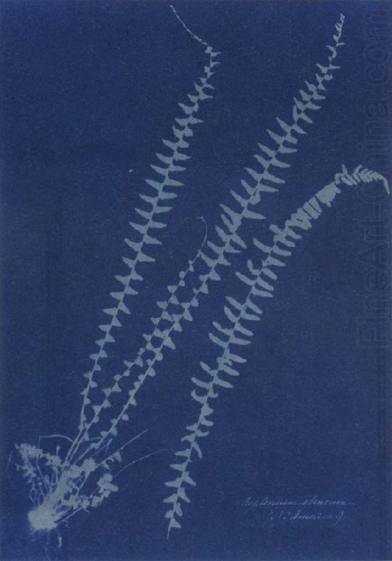 Asplenium ebeneum, Anna Atkins